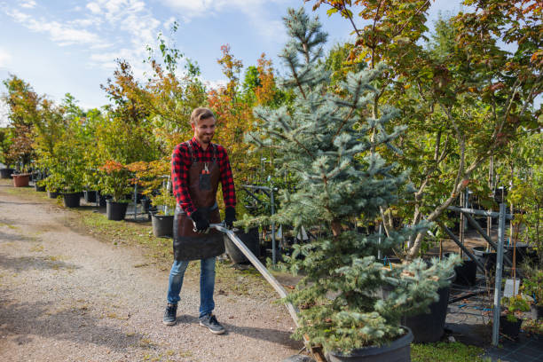 Best Seasonal Cleanup  in Pigeon Forge, TN